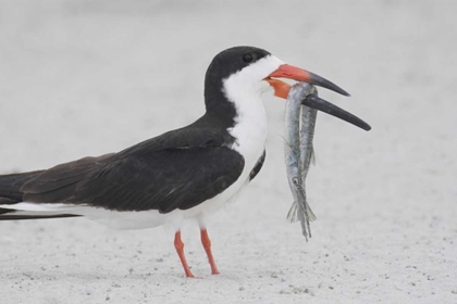 Picture of NY, POINT LOOKOUT BLACK SKIMMER WITH FISH