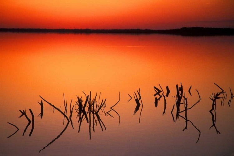 Picture of FL, SILHOUETTES OF  BRANCHESON LAKE APOPKA