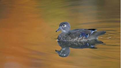 Picture of OHIO, CLEVELAND, ABSTRACT OF WOOD DUCK HEN