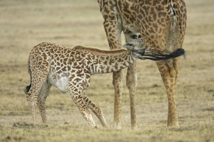 Picture of KENYA, LAKE NAIVASHA YOUNG GIRAFFE NURSING