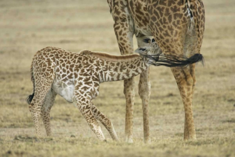 Picture of KENYA, LAKE NAIVASHA YOUNG GIRAFFE NURSING