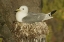 Picture of ICELAND, LATRABJARG BLACK-LEGGED KITTIWAKE