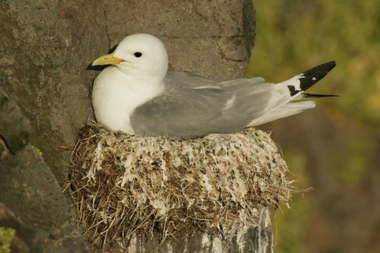 Picture of ICELAND, LATRABJARG BLACK-LEGGED KITTIWAKE