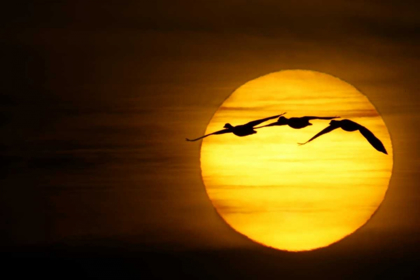 Picture of NEW MEXICO THREE SNOW GEESE FLY ACROSS SUN