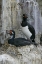 Picture of BLEAKER ISLAND ROCK CORMORANT PAIR ON NEST