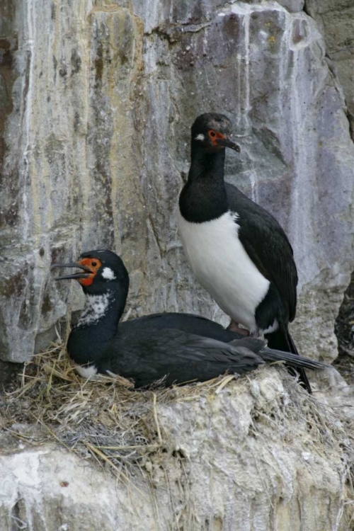 Picture of BLEAKER ISLAND ROCK CORMORANT PAIR ON NEST