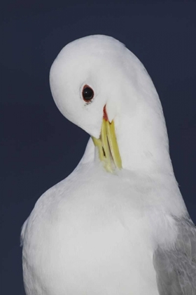 Picture of ICELAND, LATRABJARG BLACK-LEGGED KITTIWAKE