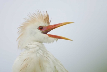 Picture of FL, ST AUGUSTINE PORTRAIT OF CATTLE EGRET