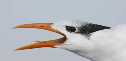 Picture of FL, CAPTIVA ROYAL TERN HEAD SHOWING TONGUE