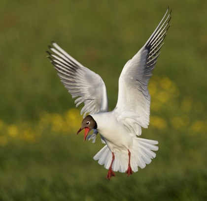 Picture of ICELAND, HETHNAR BLACK-HEADED GULL SCREAMS