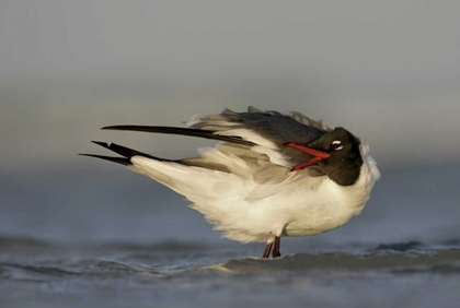 Picture of FL, FORT DE SOTO PARK LAUGHING GULL PREENS