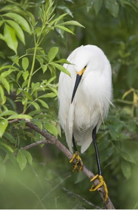 Picture of FL, ST AUGUSTINE SNOWY EGRET ON TREE LIMB
