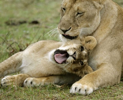 Picture of KENYA, MASAI MARA, AFRICAN LIONESS WITH CUB