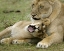Picture of KENYA, MASAI MARA, AFRICAN LIONESS WITH CUB