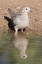 Picture of USA, ARIZONA, AMADO MOURNING DOVE AND REFLECTION