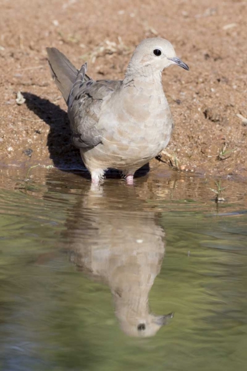 Picture of USA, ARIZONA, AMADO MOURNING DOVE AND REFLECTION