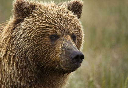 Picture of ALASKA, LAKE CLARK NP PORTRAIT OF A GRIZZLY BEAR