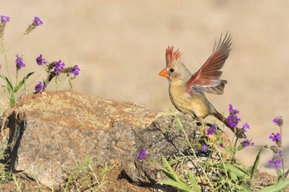 Picture of ARIZONA, AMADO FEMALE CARDINAL WITH WINGS SPREAD