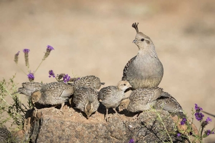 Picture of ARIZONA, AMADO FEMALE GAMBELS QUAIL WITH CHICKS