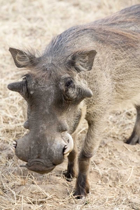 Picture of AFRICA, NAMIBIA, WINDHOEK, OKAPUKA RANCH WARTHOG