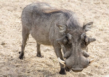 Picture of AFRICA, NAMIBIA, WINDHOEK, OKAPUKA RANCH WARTHOG