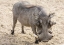 Picture of AFRICA, NAMIBIA, WINDHOEK, OKAPUKA RANCH WARTHOG