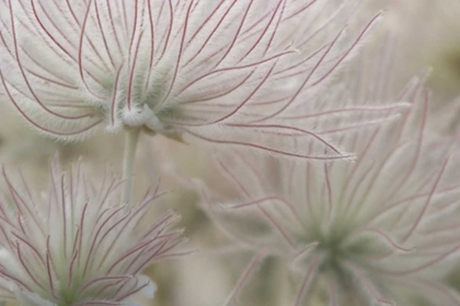 Picture of NEVADA, LAS VEGAS, RED ROCK APACHE PLUME FLOWERS