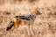 Picture of BLACK-BACKED JACKAL, PALMWAG CONSERVANCY, NAMIBIA