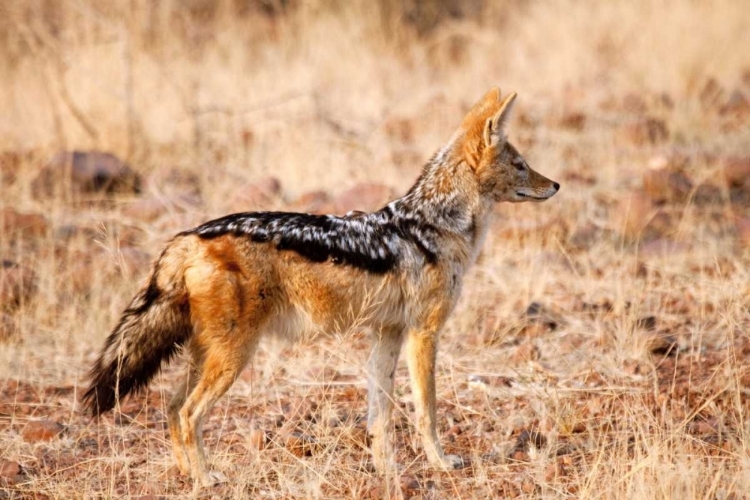 Picture of BLACK-BACKED JACKAL, PALMWAG CONSERVANCY, NAMIBIA