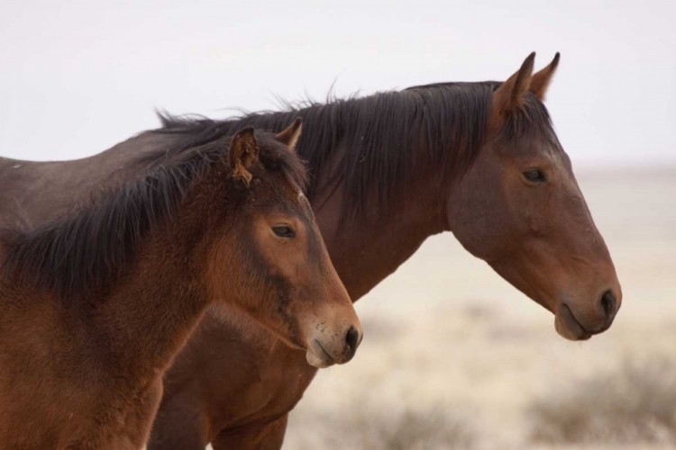 Picture of NAMIBIA, AUS TWO WILD HORSES ON THE NAMIB DESERT