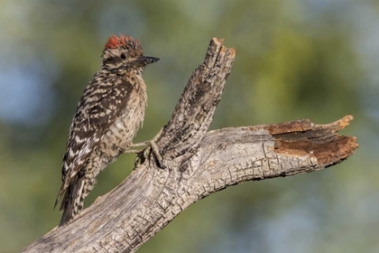 Picture of AZ, AMADO LADDER-BACKED WOODPECKER ON TREE TRUNK