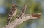 Picture of AZ, AMADO LADDER-BACKED WOODPECKER ON TREE TRUNK