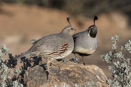 Picture of AZ, AMADO PAIR OF GAMBELS QUAIL PERCHED ON ROCK
