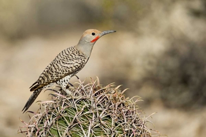 Picture of AZ, BUCKEYE MALE GILDED FLICKER ON BARREL CACTUS