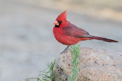Picture of AZ, AMADO MALE NORTHERN CARDINAL PERCHED ON ROCK