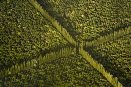 Picture of HI, HILO AERIAL VIEW OF MACADAMIA NUT FARM TREES