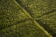 Picture of HI, HILO AERIAL VIEW OF MACADAMIA NUT FARM TREES