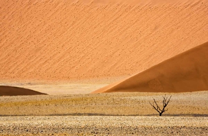 Picture of NAMIBIA, NAMIB-NAUKLUFT SAND DUNES AND DEAD TREE