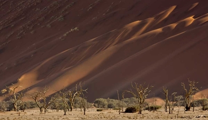 Picture of NAMIBIA, NAMIB-NAUKLUFT DUNES AND SKELETON TREES