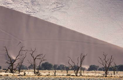 Picture of NAMIBIA, NAMIB-NAUKLUFT DUNES AND SKELETON TREES