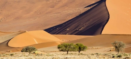 Picture of NAMIBIA, NAMIB-NAUKLUFT PARK SAND DUNES AND TREE