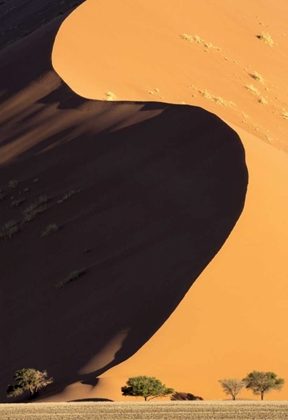 Picture of NAMIBIA, NAMIB-NAUKLUFT PARK SAND DUNE AND TREES