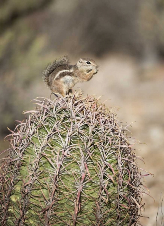 Picture of AZ, BUCKEYE HARRISS ANTELOPE SQUIRREL ON CACTUS