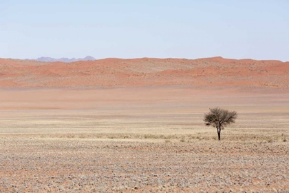 Picture of NAMIBIA, NAMIB DESERT LONE TREE IN ORANGE DESERT