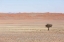 Picture of NAMIBIA, NAMIB DESERT LONE TREE IN ORANGE DESERT
