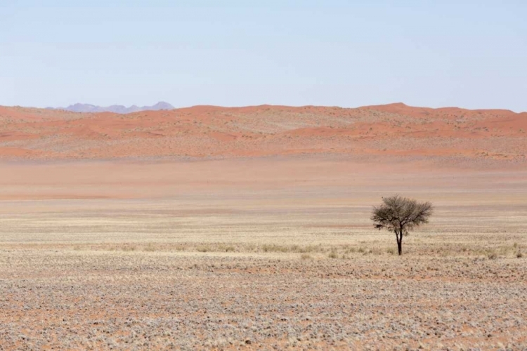 Picture of NAMIBIA, NAMIB DESERT LONE TREE IN ORANGE DESERT