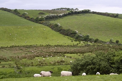 Picture of IRELAND, CO MAYO, WESTPORT SHEEP IN THE COUNTRY