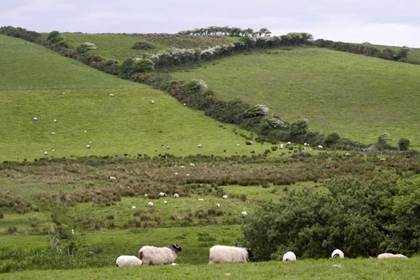Picture of IRELAND, CO MAYO, WESTPORT SHEEP IN THE COUNTRY