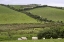 Picture of IRELAND, CO MAYO, WESTPORT SHEEP IN THE COUNTRY