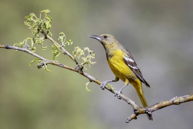 Picture of AZ, SANTA RITA MTS FEMALE SCOTTS ORIOLE ON TREE